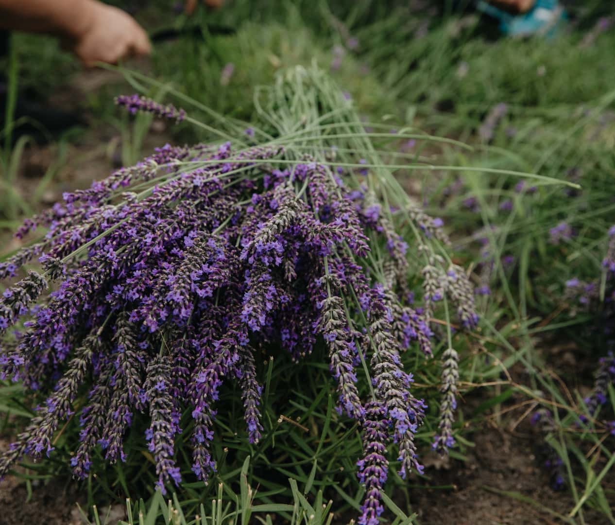 Lavender instead of sows? How two farmers are exploring a new source of ...