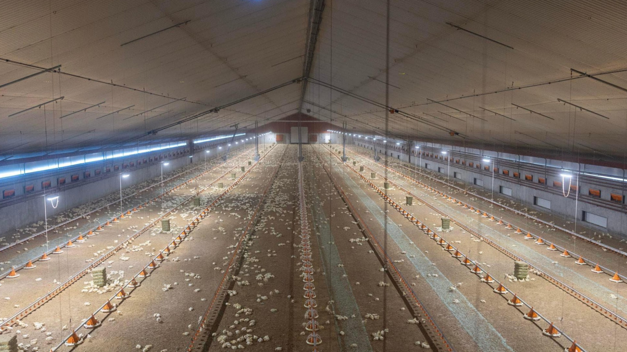 Separating broiler parent birds: Canadians adopt quality-time concept