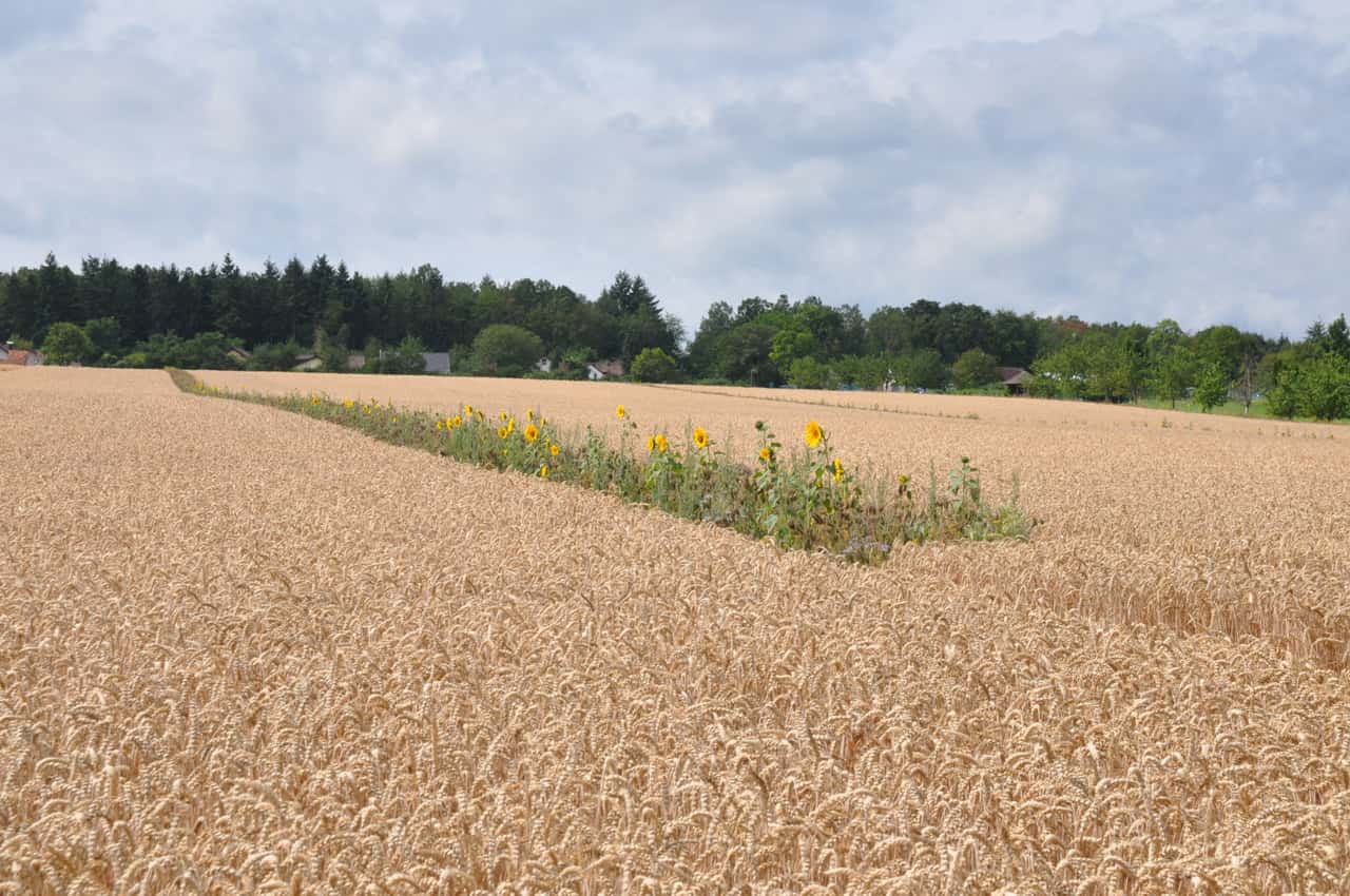 Agricultural subsidies: Eco-schemes are becoming a mainstay for many farms