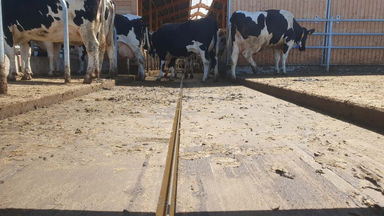 Diese Methoden helfen Landwirten, Ammoniakemissionen im Rinderstall zu ...