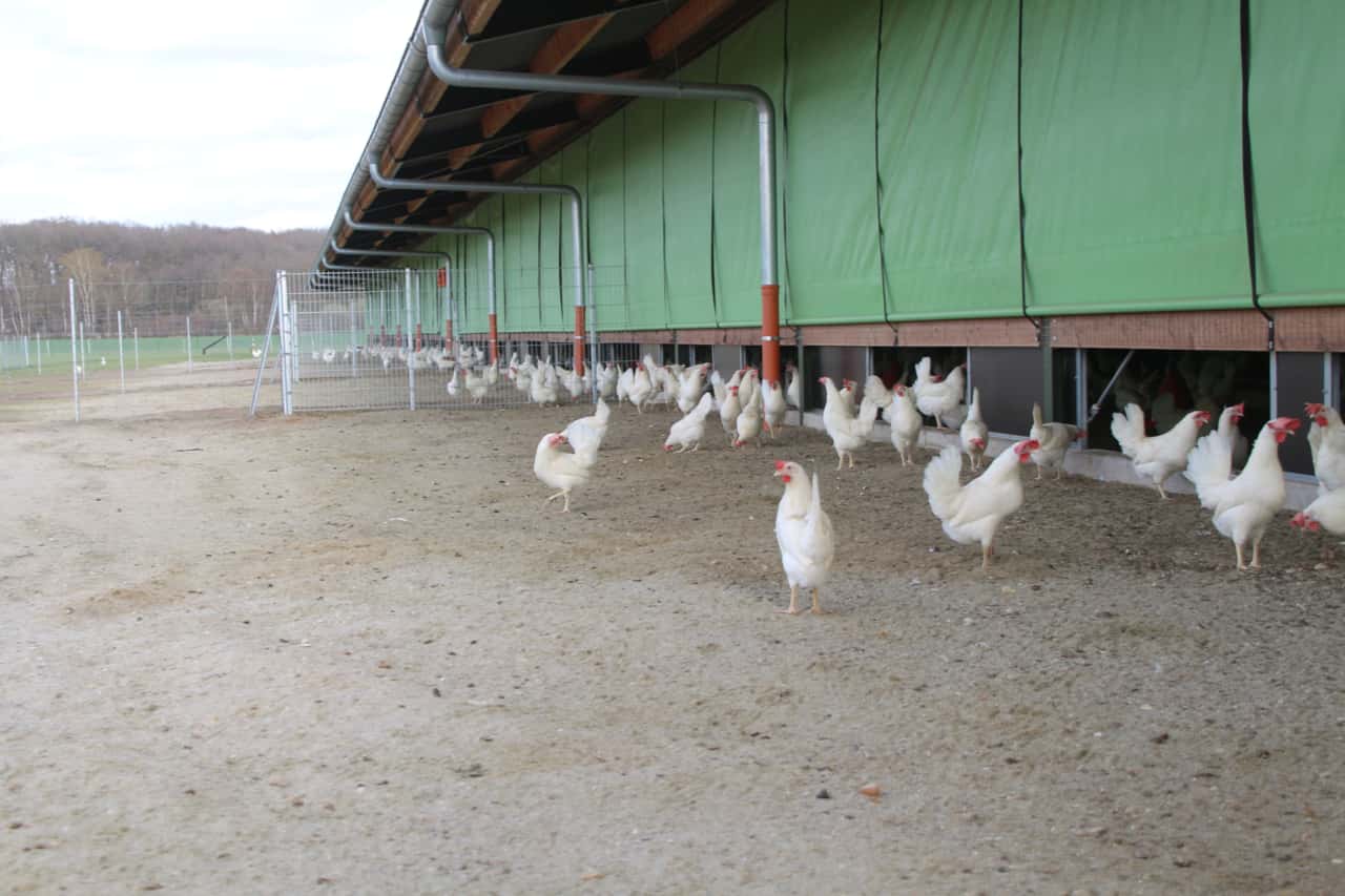 Ruhige Eierpreise, wachsende Sorge vor Geflügelpest