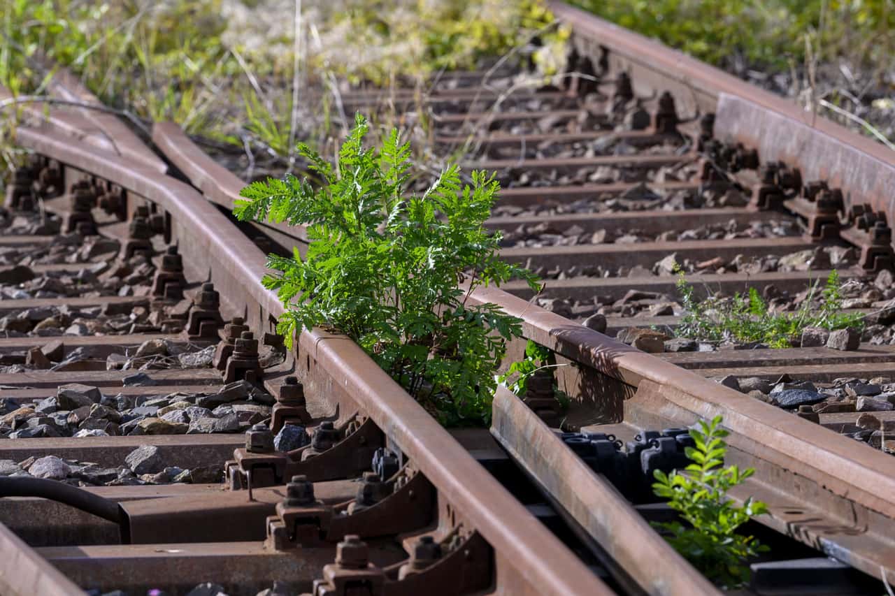 Deutsche Bahn wants to use glyphosate again from spring