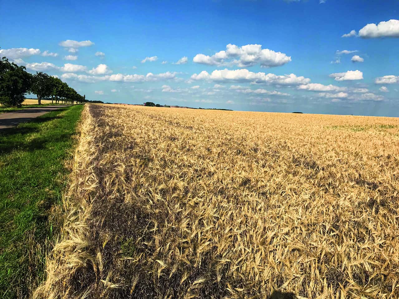 Getreide-So-ernten-Sie-Saatgutqualit-ten