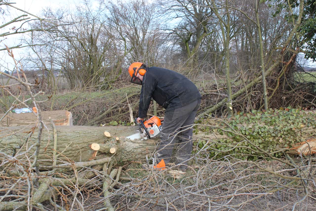 Baumschnitt in der Schonfrist Was Landwirte beachten müssen top agrar