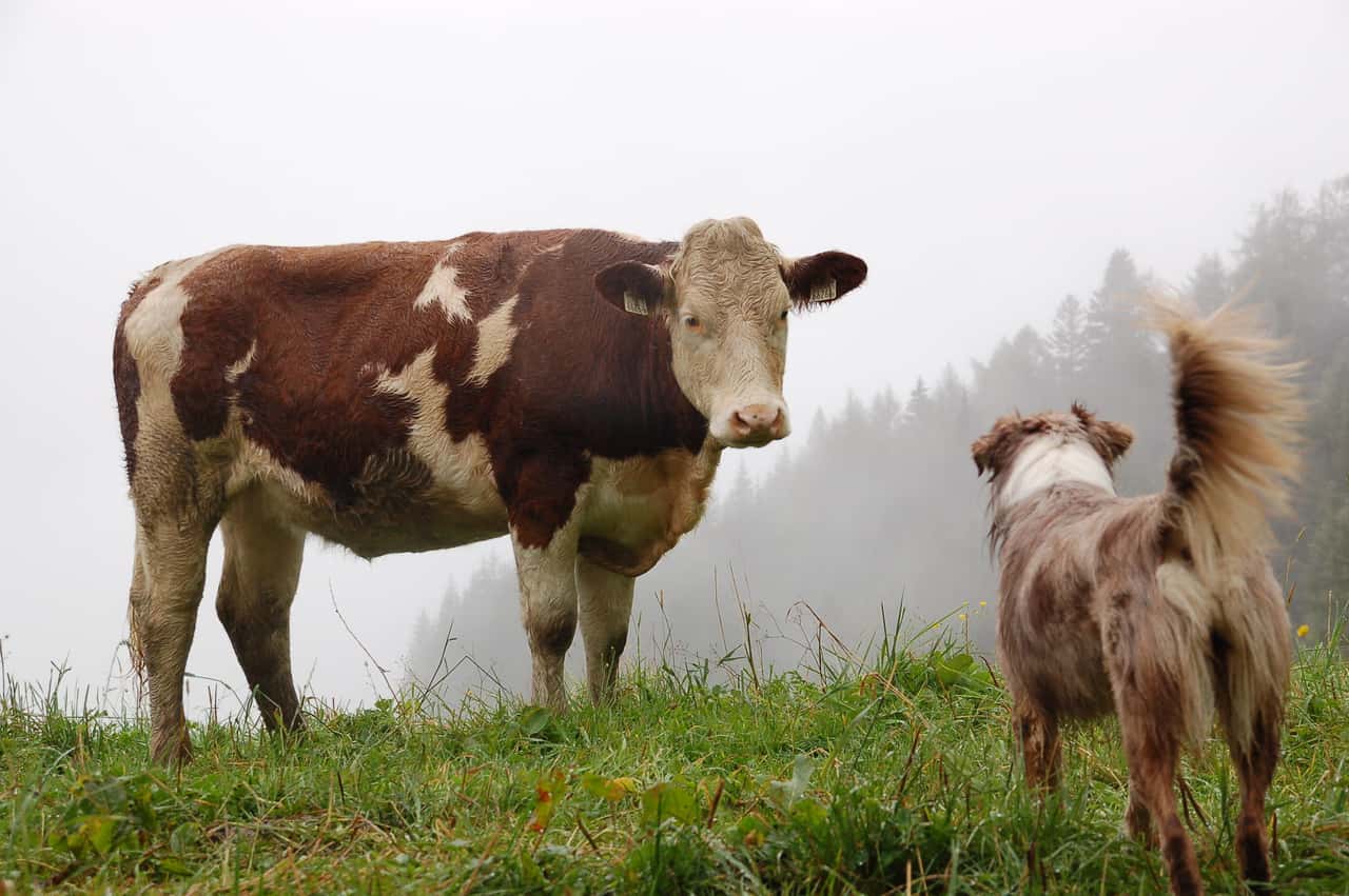 Dog excrement on the meadow: Can farmers take legal action against dog ...