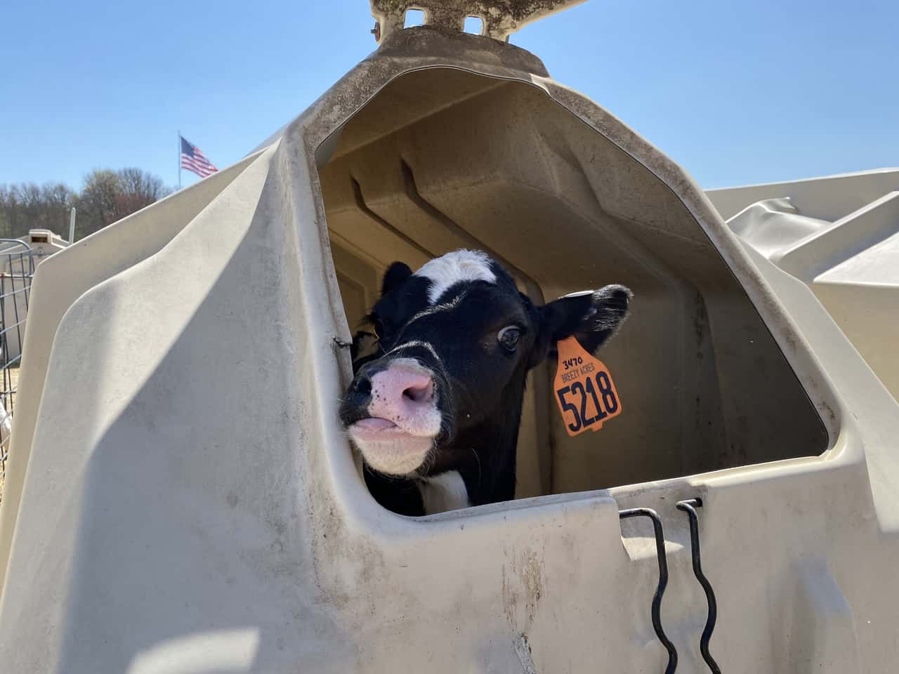 So-werden-K-lber-in-den-USA-gehalten