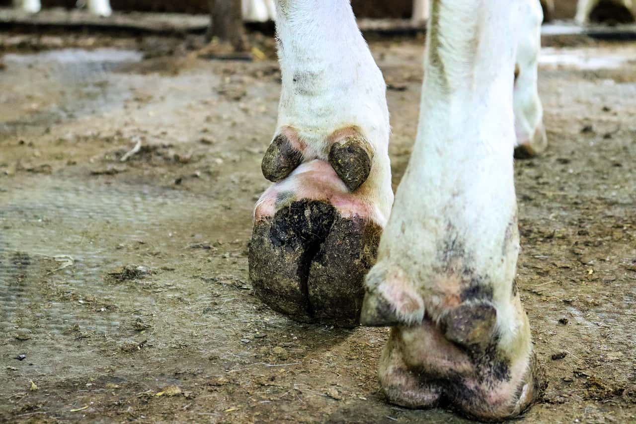 Klauengesundheit bei Rindern: Wie bekämpft man Mortellaro mit ...