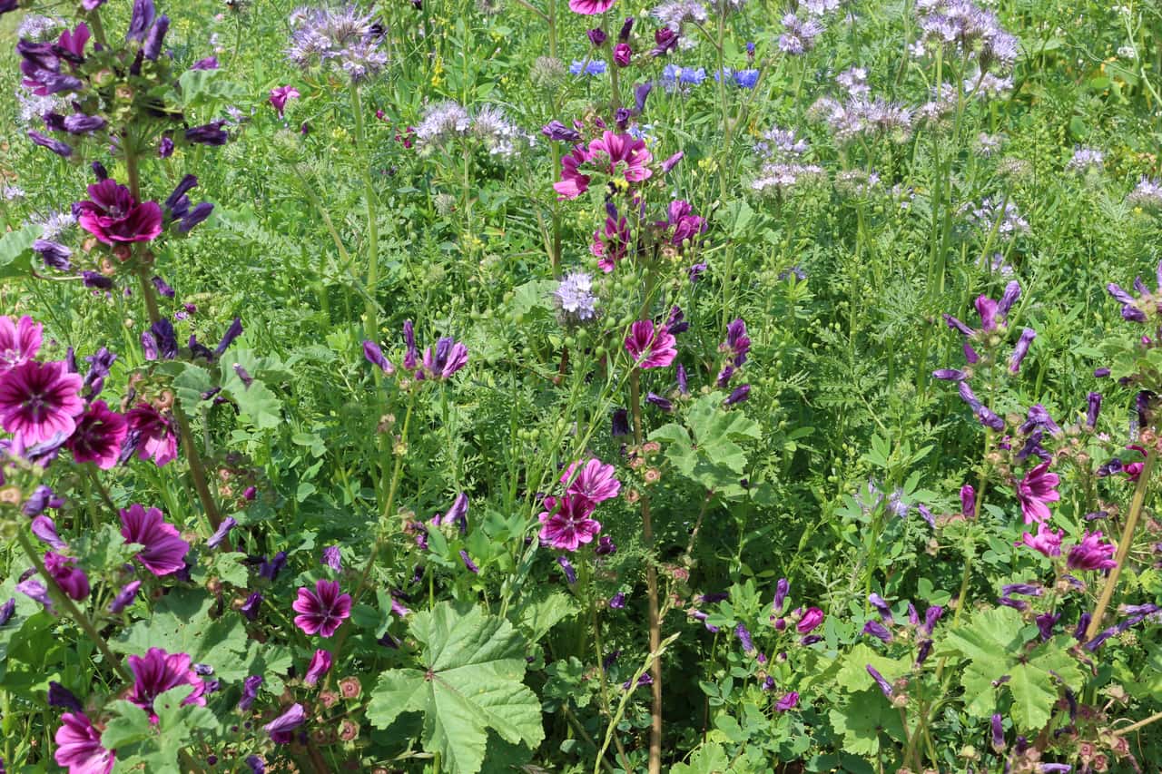 Einzelne-Zwischenfr-chte-bilden-bessere-Wurzeln-aus-als-Saatmischungen