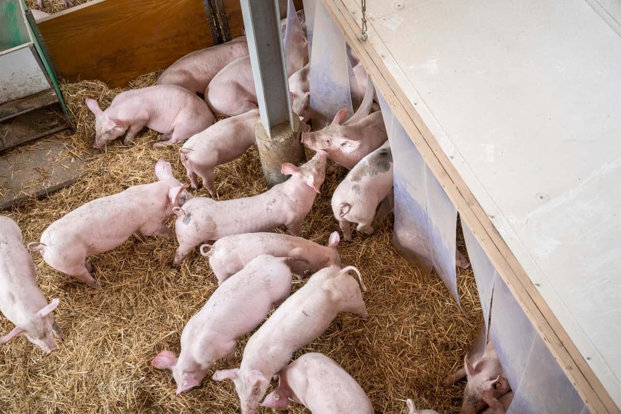 Au-enklimast-lle-Das-m-ssen-Schweinehalter-bei-Frost-beachten