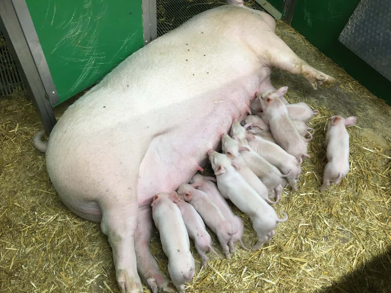 Wie die freie Abferkelung von Sauen gelingen kann