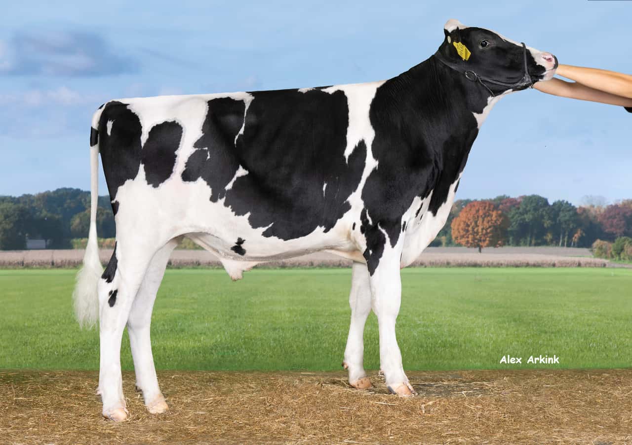 VOST-stellt-den-neuen-Spitzenbullen-bei-der-Dezember-Zuchtwertsch-tzung