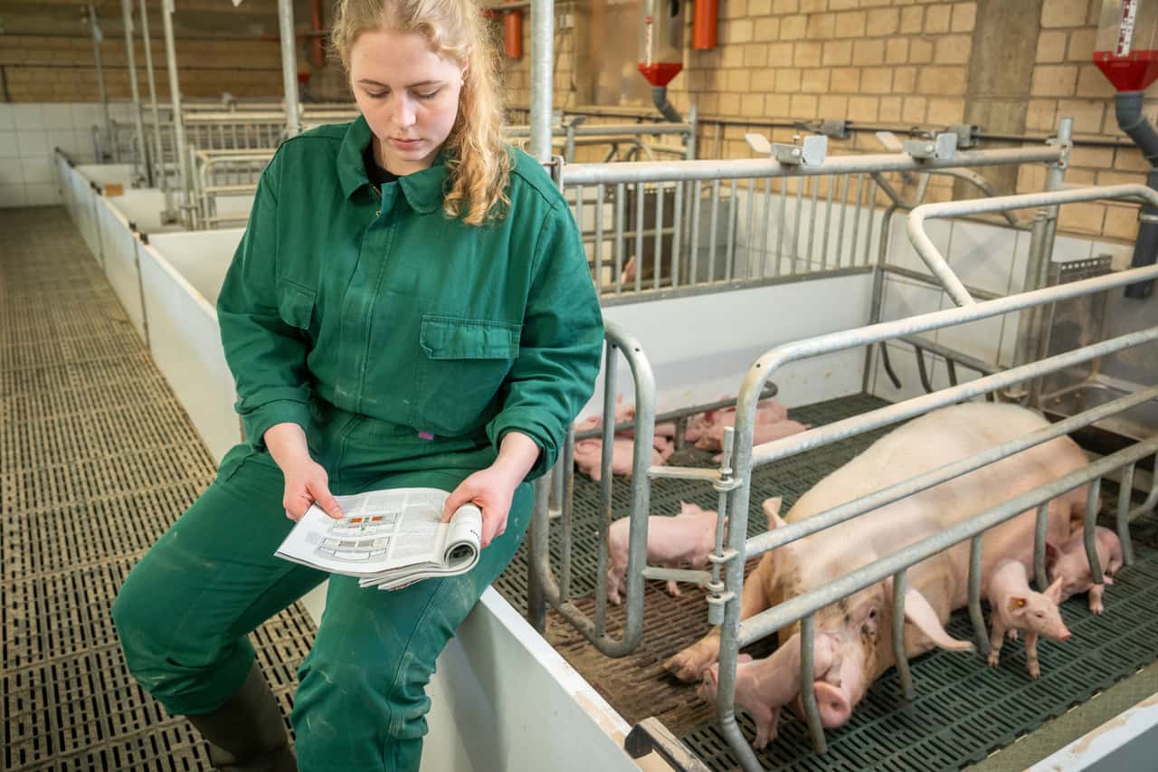 Strukturwandel-F-rdergelder-und-schlechte-Preise-Das-hat-Schweinehalter-bewegt