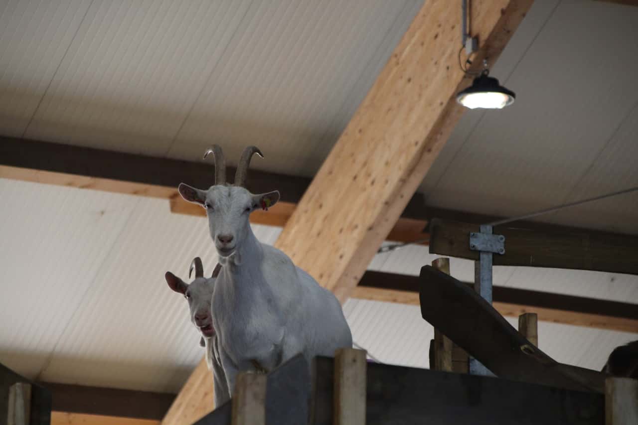 Goat's milk: |