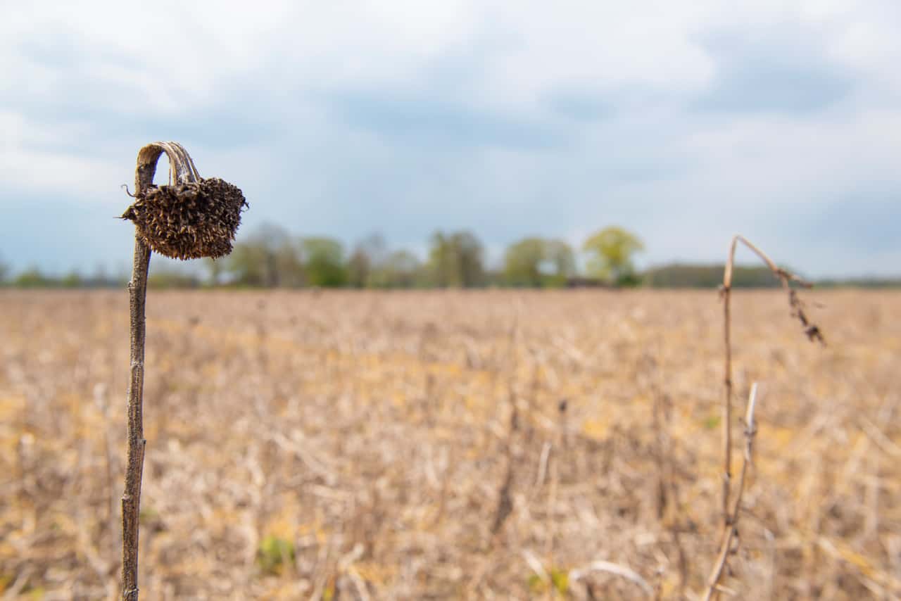 EU-Gericht-zweifelt-Verl-ngerung-von-Glyphosat-an