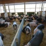 Mehrwertsteuer auf Fleisch soll steigen: zdemir plant Finanzierung von  Tierwohlmanahmen | top agrar