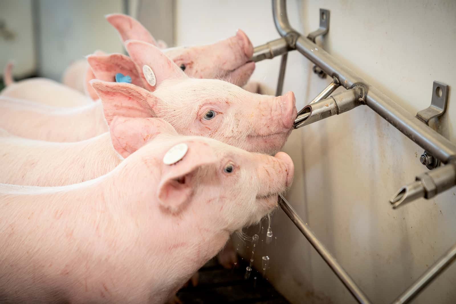 pig livestock nipple drinking water line