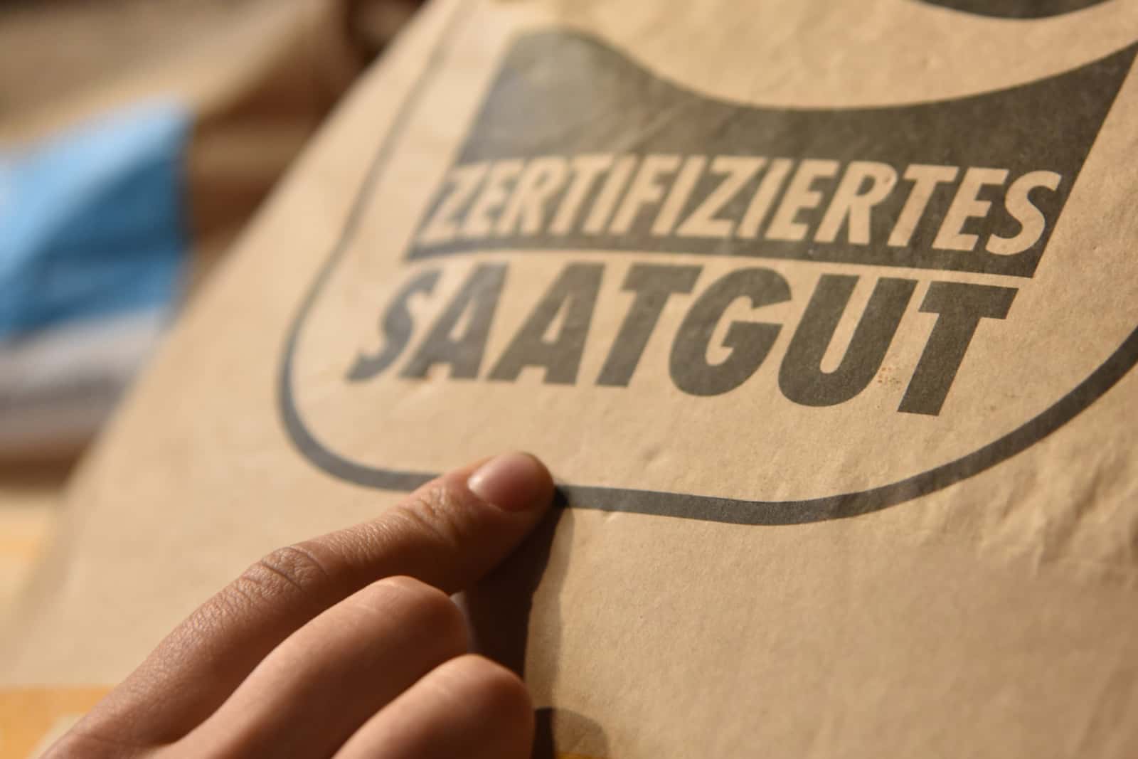 brokkolisamen gekeimt Keimlinge