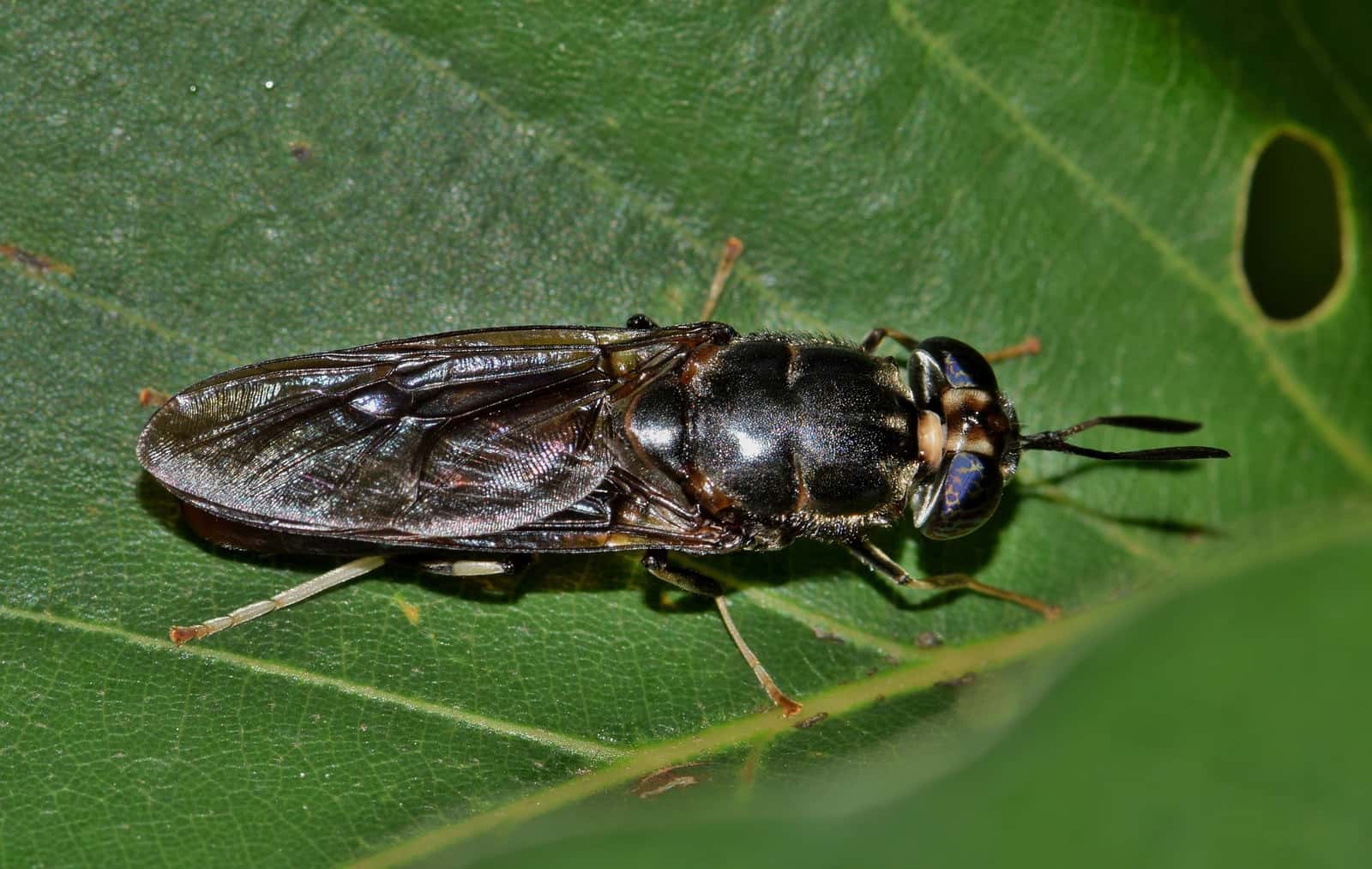 Weichen fr Nutzung von Nebenprodukten der Insektenzucht gestellt | top  agrar
