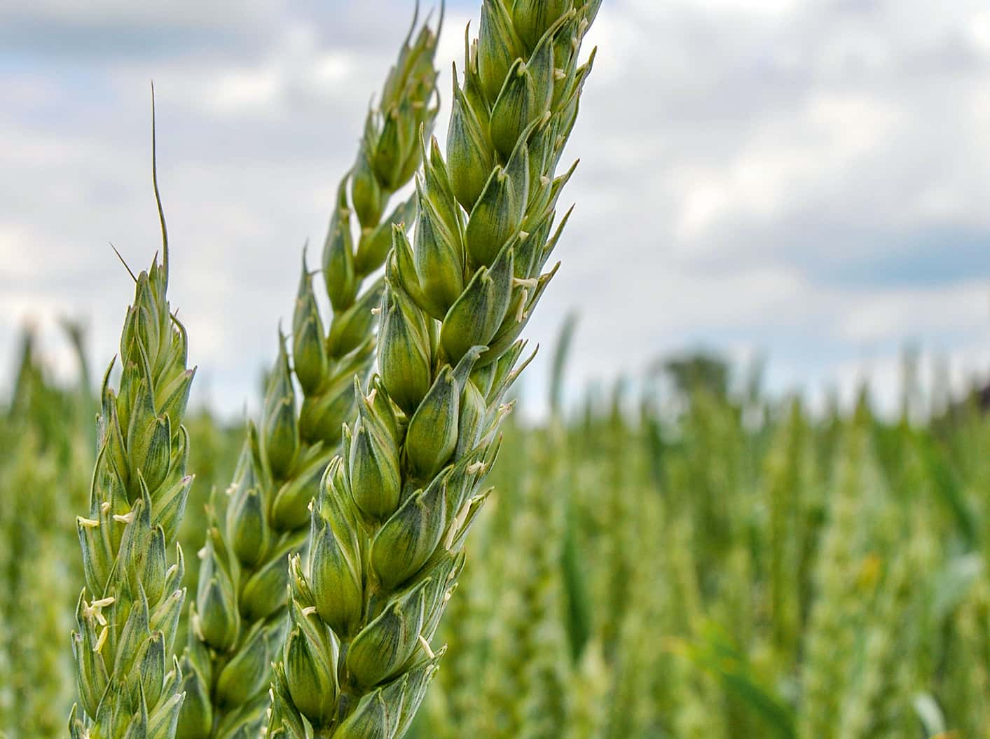 Weizensorten für Norddeutschland – Resistenzen im Fokus | top agrar online