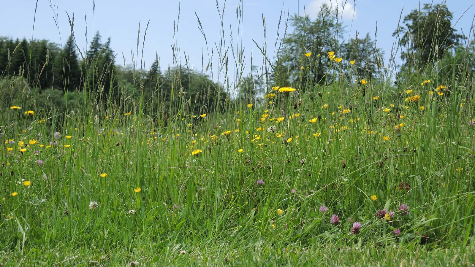 Kennarten im Grnland - ko-Regelung 5: So knnen Landwirte mit  artenreichem Grnland Geld verdienen | top agrar