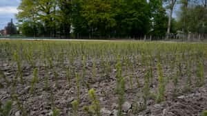 Mehr Mut zu Experimenten bei der Aufforstung