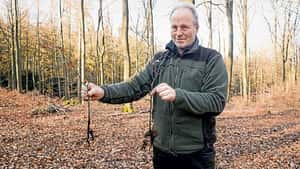 Wiederaufforstung mit Wildlingen - Expertentipps für Waldbauern