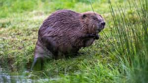 Brandenburgs Bauernpräsident Wendorff empfiehlt Biberfleisch auf dem Teller