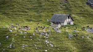 Bund sieht kein „signifikantes“ Wolfsvorkommen in den Alpen