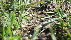 Dünger: EU-Agrarverbände warnen vor Preisexplosion