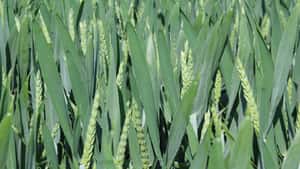 Kostenloses Webinar: „Wert und Wirtschaftlichkeit hochwertiger Fungizide“