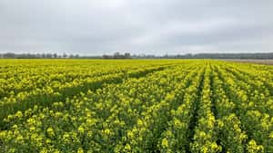 Raps: Behalten Sie die Frühjahrschädlinge im Blick