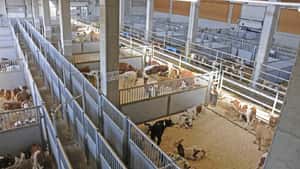 Österreichs größter Umschlagplatz für Kälber