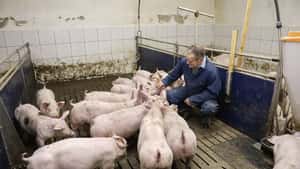 Warum ein Tierwohlstall für diesen Schweinemäster derzeit keine Option ist