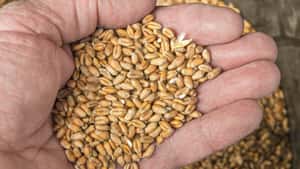 Einigung im Rat zu neuer EU-Saatgutverordnung