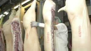 So viel Leistung büßen Schweinemäster durch Organbefunde ein