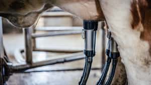 Was bringt der Milchmarkt 2026?