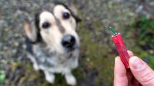 So schützen Landwirte Hoftiere an Silvester