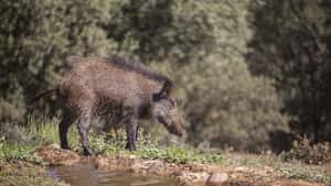 ASP in Spanien: Neue Erkenntnisse zum Ursprung des Virus