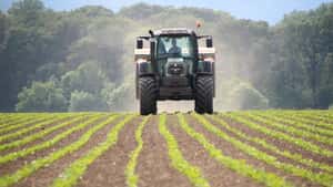 Zuckerrüben: Das ist bei der Düngung zu beachten