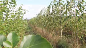 Flächenanalyse für Agroforst in Niedersachsen zeigt erhebliche Potenziale