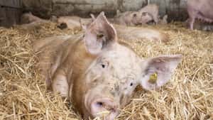 Millionenprojekt: Bau der „Zukunftswerkstatt Schwein“ beginnt