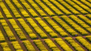 Neue Züchtungstechniken: EU-Umweltpolitiker stimmen Deregulierung zu