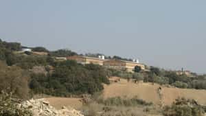 Spanien: Ferkelnachfrage zieht wieder an