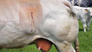 Belgischer Landwirt soll Hunderte Kaiserschnitte selbst durchgeführt haben