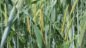 Getreide: So schalten Sie Ungräser und Unkräuter im Frühjahr aus