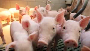 Ferkel- und Schweinepreise 2026: Spaniens ASP dämpft Preiserwartung