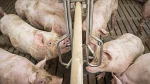 Schweinemast: Wie eingefrorene Tränken zur Salzvergiftung führten
