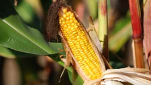 Maisernte: Qualitätsrückgang, aber keine Produktionseinbußen in der Ukraine