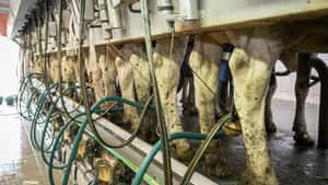 Milchpreis-Indikator: Preise für Magermilchpulver steigen