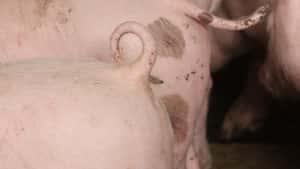 Schweinemarkt dreht: Preise ziehen an – Ferkel knapp